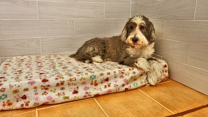 residencia canina Murcia